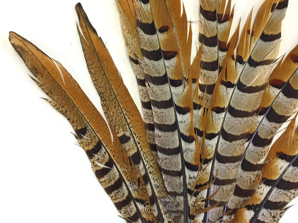 Reeves Venery Pheasant Tail Feathers