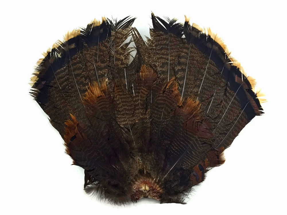 turkey tail feathers