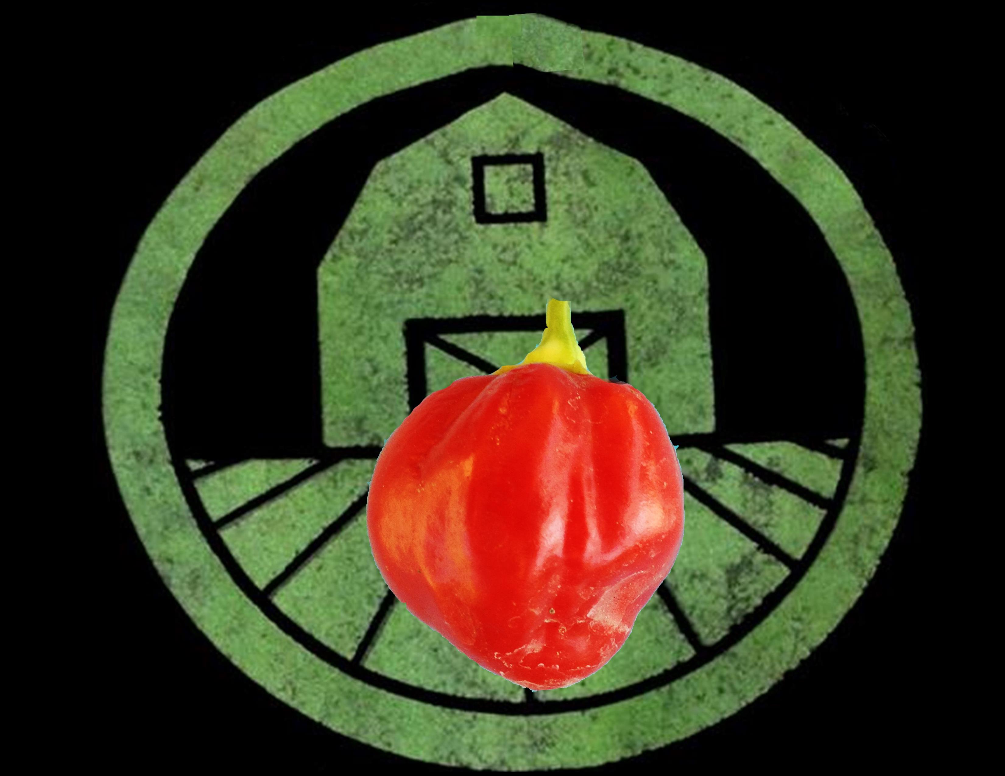 Caribbean Red Habanero Pepper | Tyler Farms Caribbean Red Habanero Pepper | Tyler Farms
