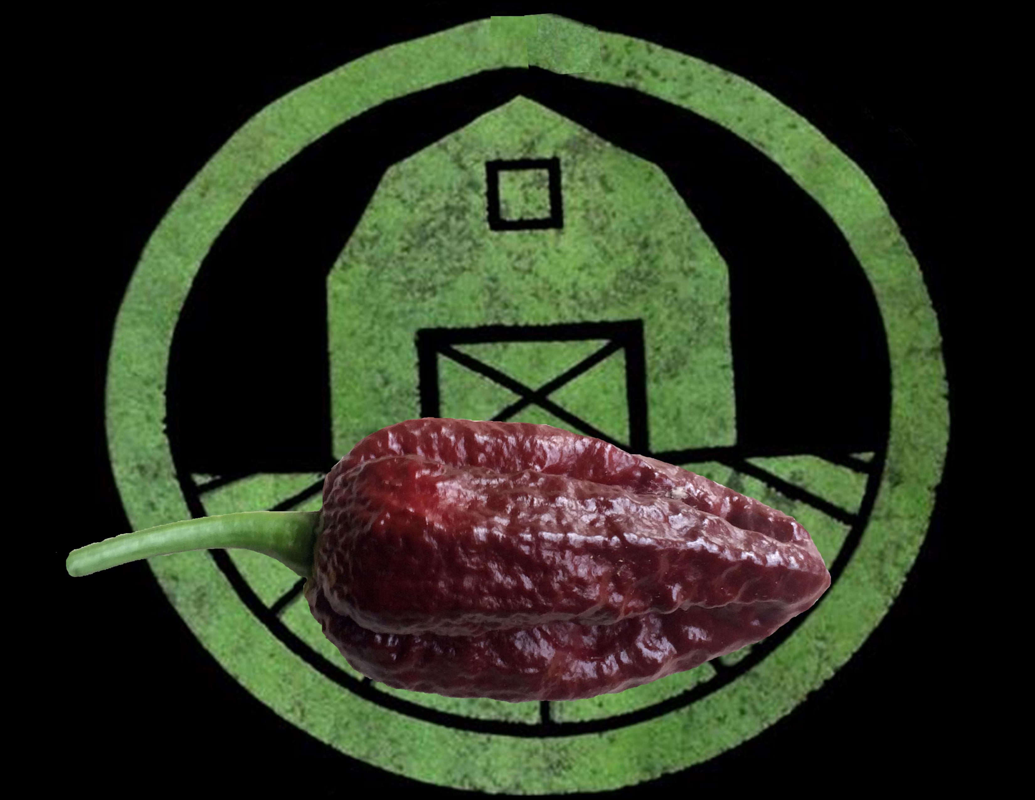 Chocolate Bhutlah Pepper | Tyler Farms Chocolate Bhutlah Pepper | Tyler Farms