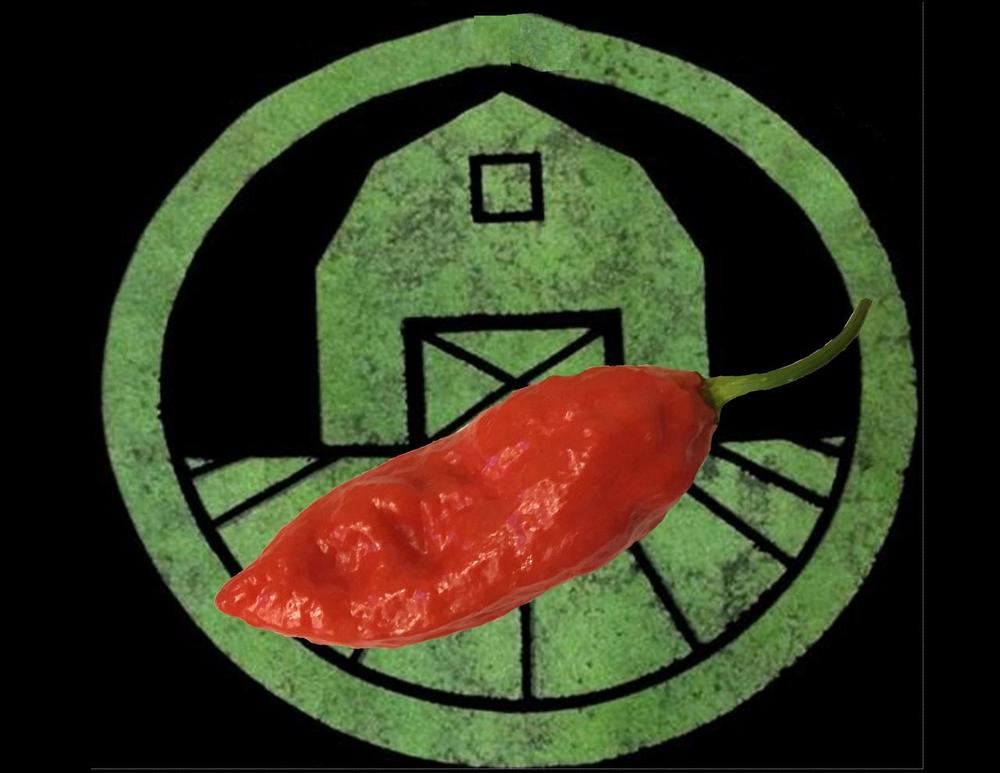 dorset-naga-pepper-tyler-farms.jpg dorset-naga-pepper-tyler-farms.jpg