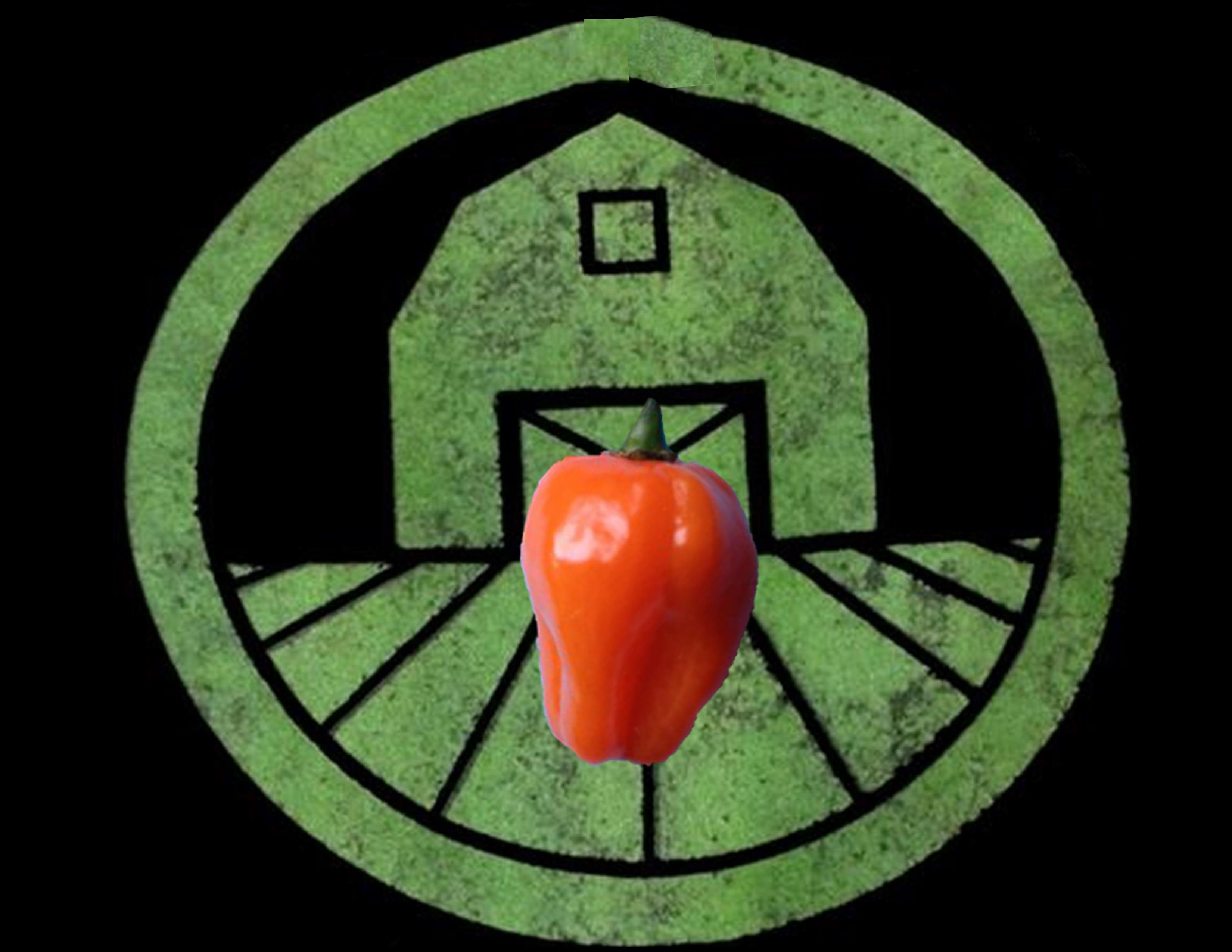 Orange Habanero Pepper | Tyler Farms Orange Habanero Pepper | Tyler Farms