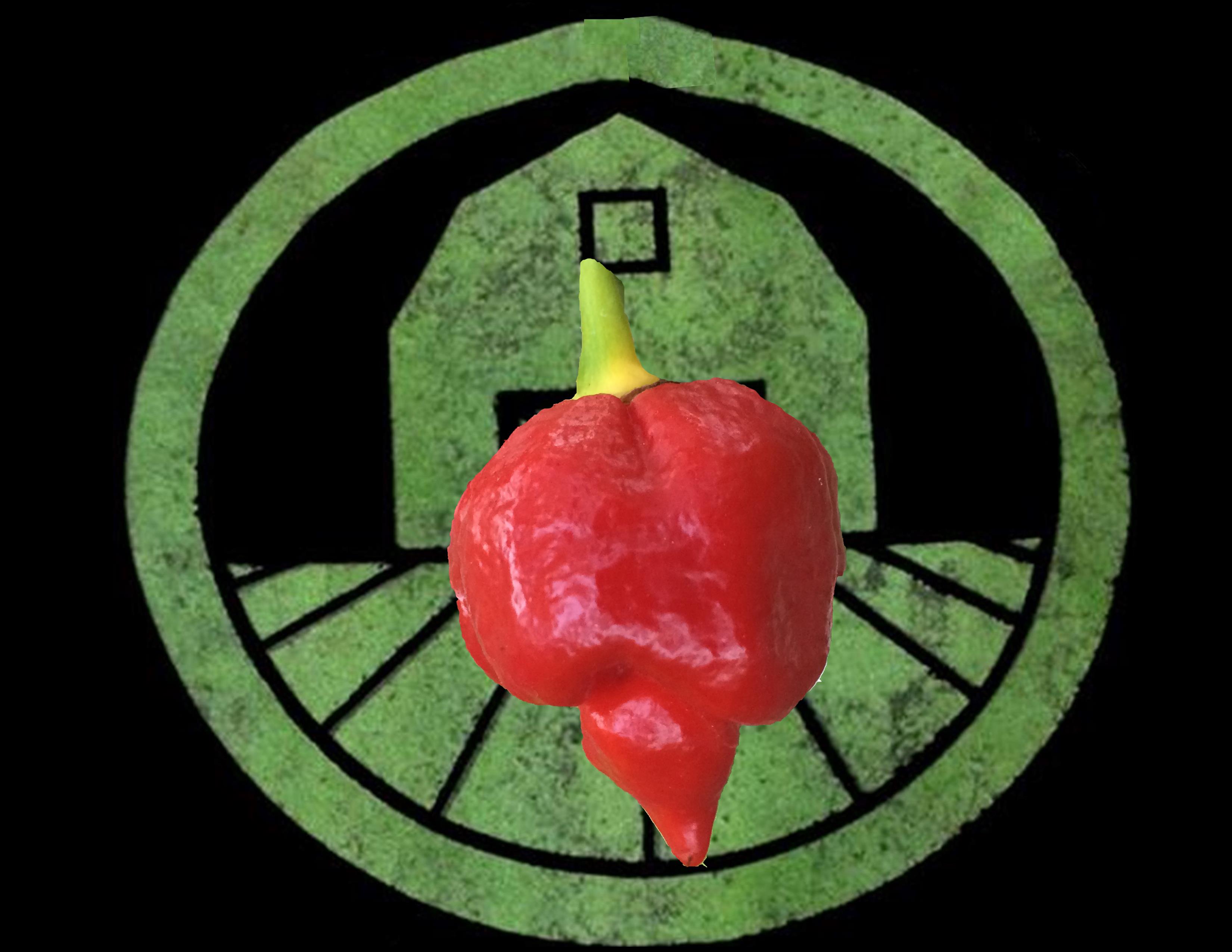 Trinidad Scorpion Pepper | Tyler Farms Trinidad Scorpion Pepper | Tyler Farms