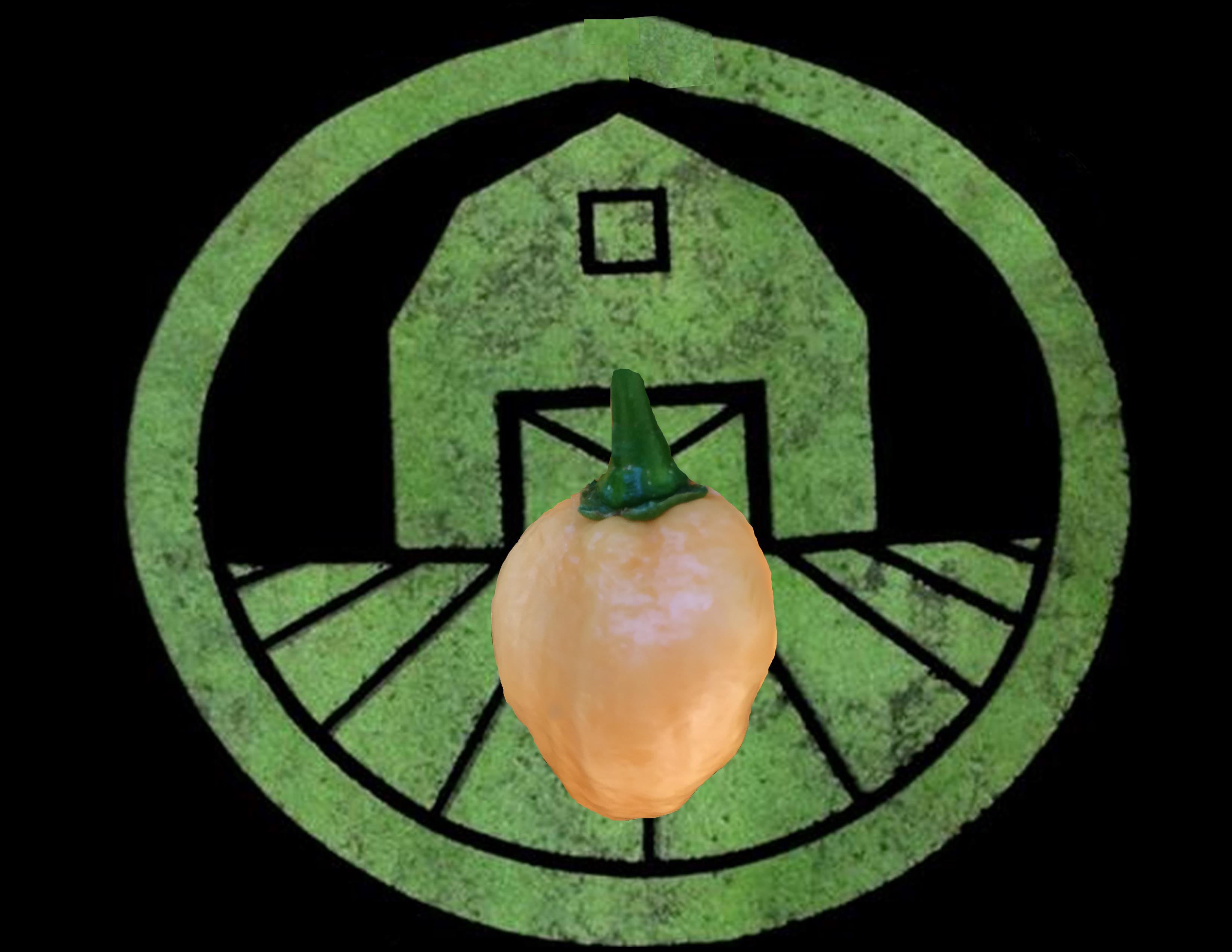 Peach Habanero Pepper | Tyler Farms Peach Habanero Pepper | Tyler Farms