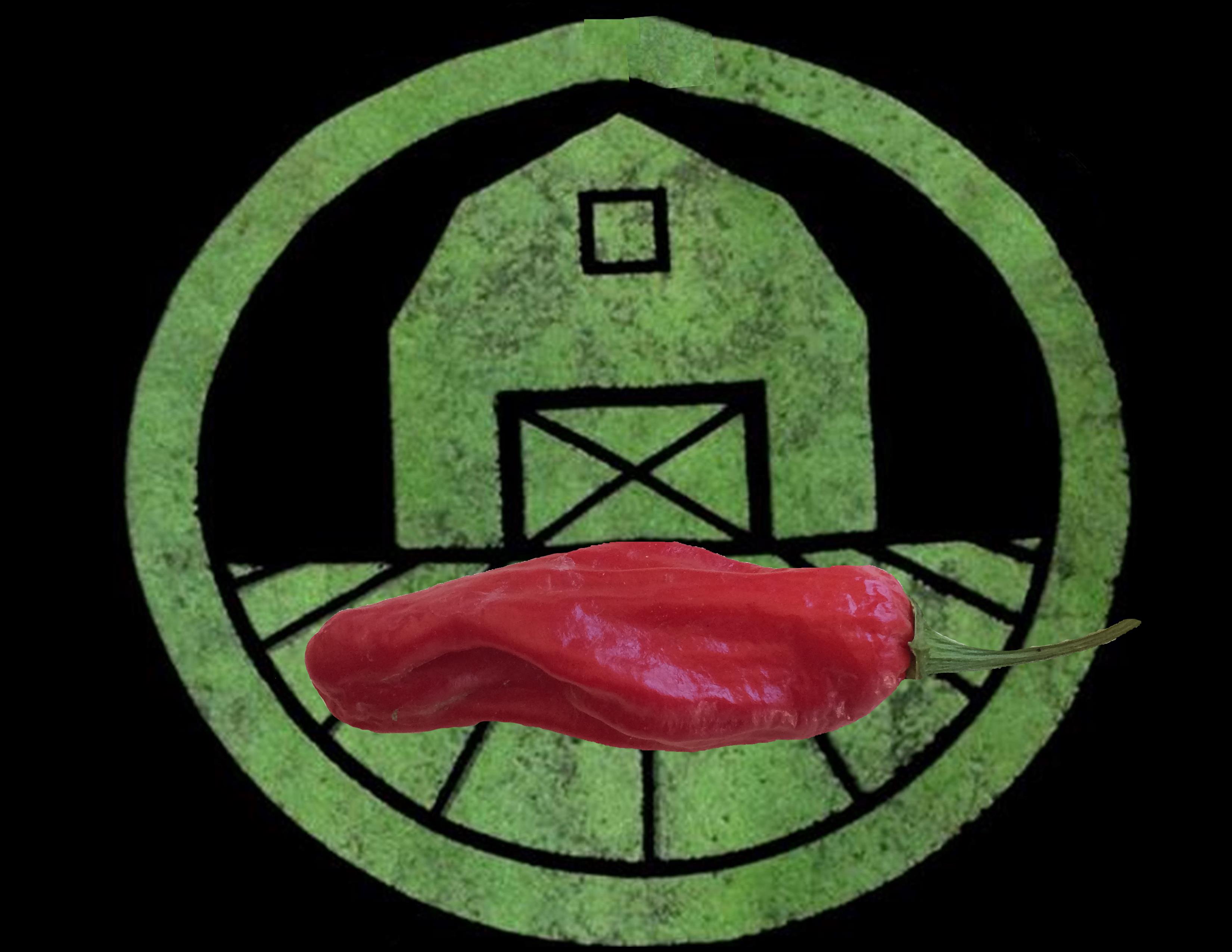 Shishito Pepper | Tyler Farms Shishito Pepper | Tyler Farms