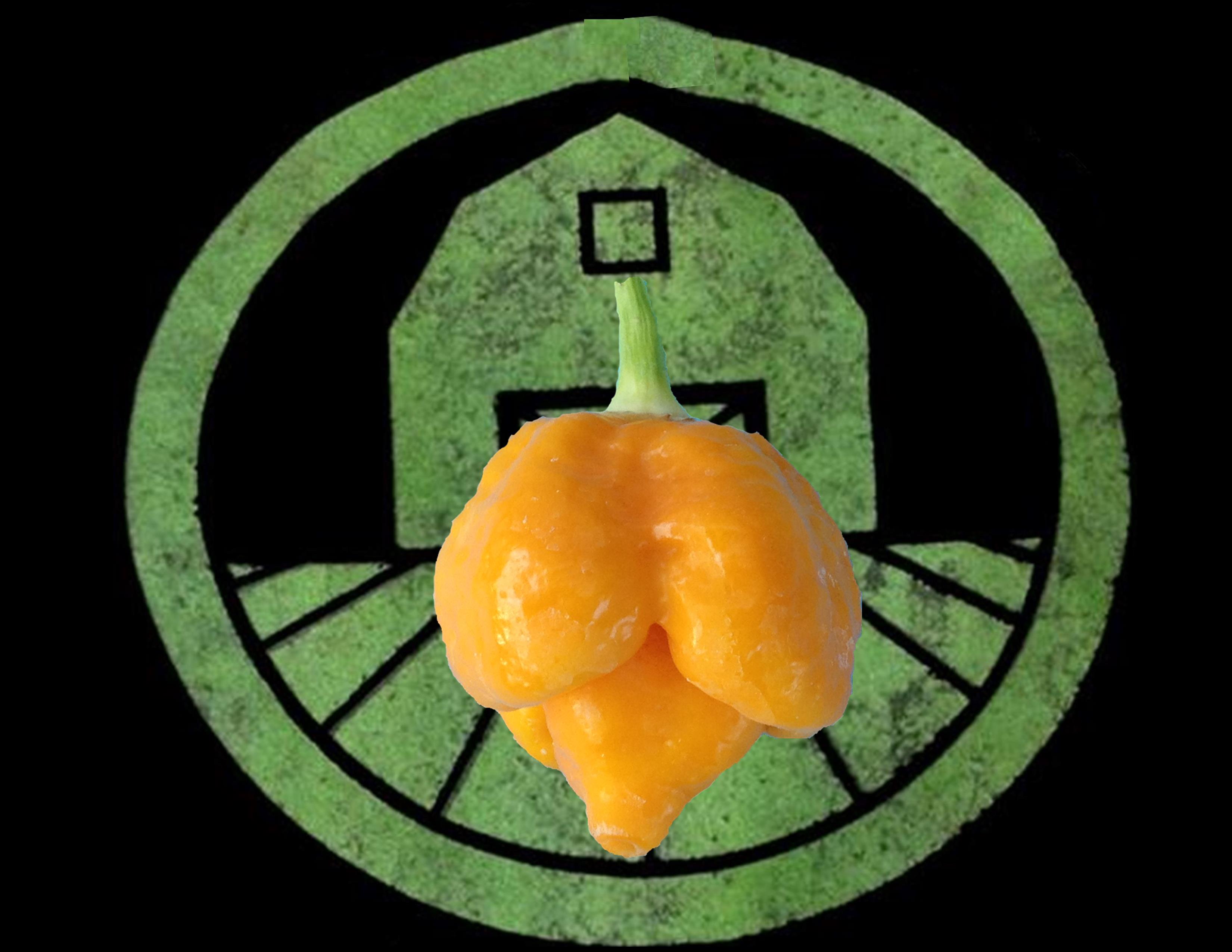 Yellow Trinidad Moruga Scorpion | Tyler Farms Yellow Trinidad Moruga Scorpion | Tyler Farms
