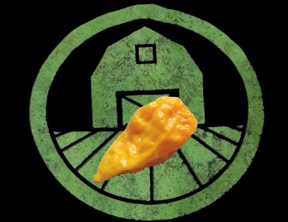 Yellow Ghost Pepper Peppers Tyler Farms