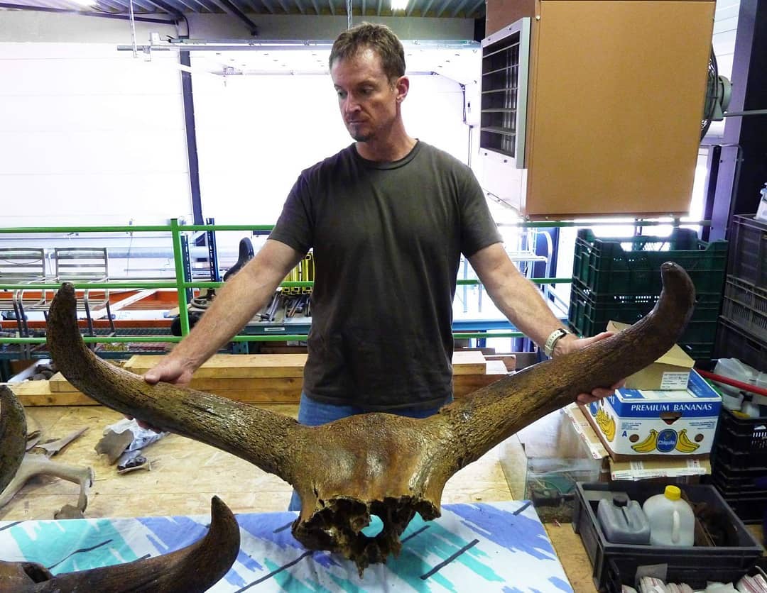 AUROCHS SKULL