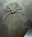 SEA LILY FOSSIL