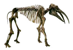 gomphothere2.jpg