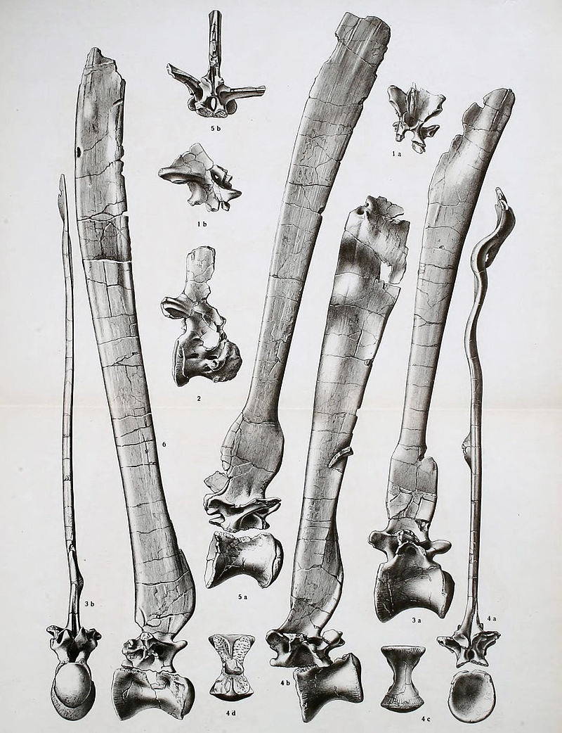 spinosaurus-vertebrae.jpg