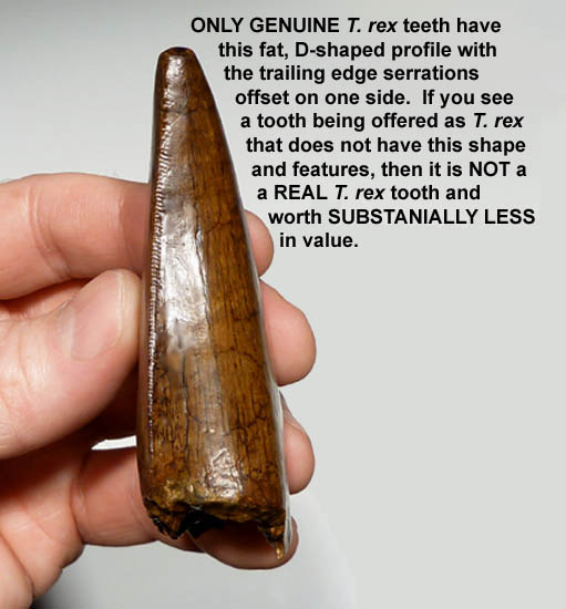 tyrannosaurus rex t rex tooth teeth t rex tooth size