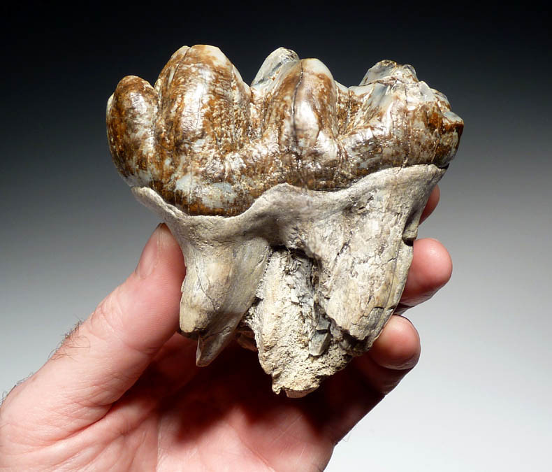 GOMPHOTHERE FOSSIL TOOTH MOLAR PLATYBELODON FOSSILS TEETH