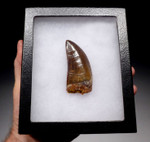 suchomimus tooth for sale