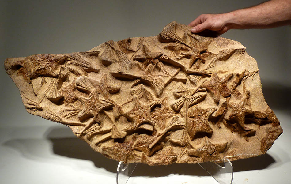LARGE STARFISH CRINOID OCEAN MARINE LIFE FOSSIL INTERIOR ACCENT FOSSILS