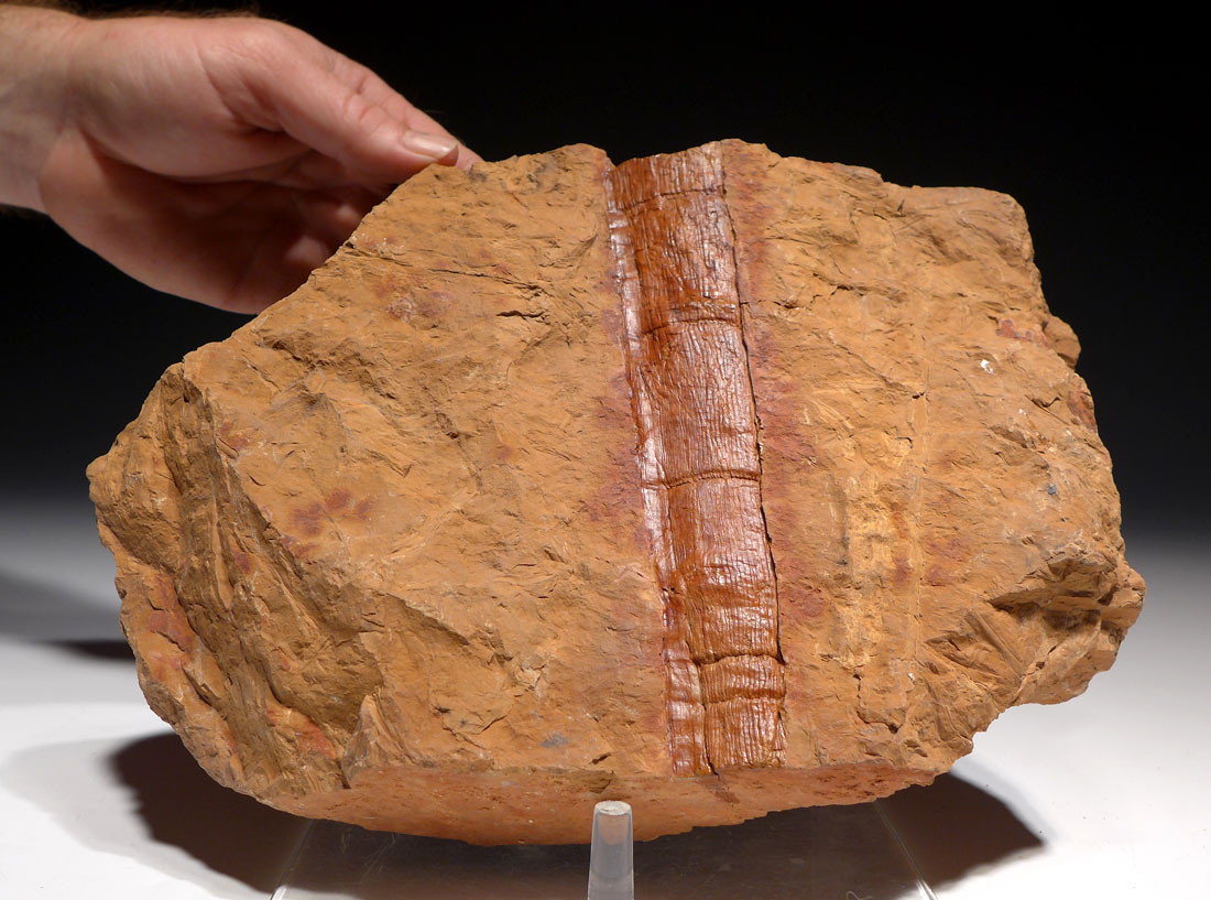 CALAMITES CARBONIFEROUS PLANT FOSSILS