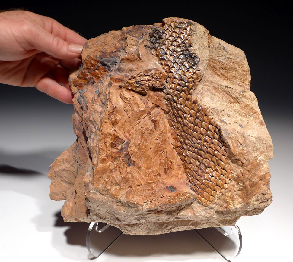 LEPIDOPHLOIOS LEPIDODENDRON CARBONIFEROUS PLANT FOSSILS