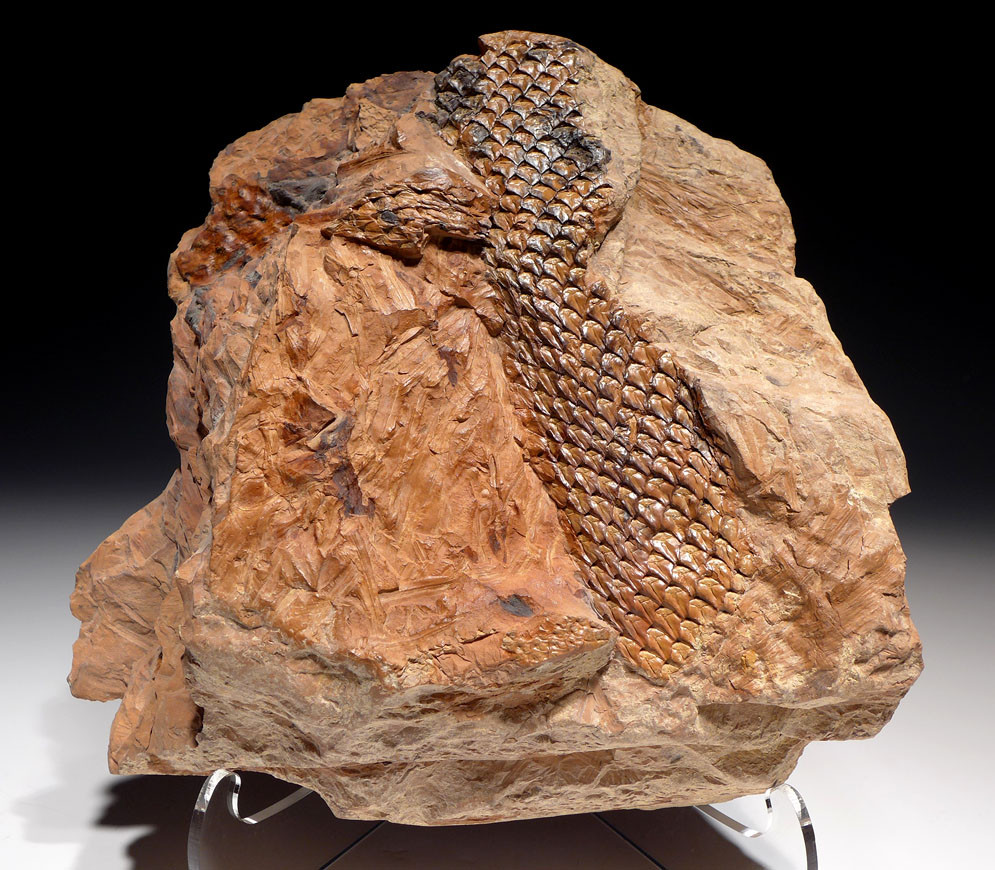 LEPIDOPHLOIOS LEPIDODENDRON CARBONIFEROUS PLANT FOSSILS