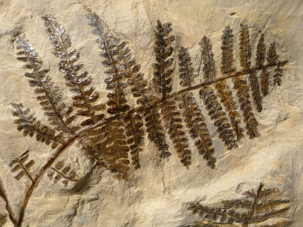LARGEST PLANT FERN FOSSIL PECOPTERIS INTERIOR DESIGN FOSSILS