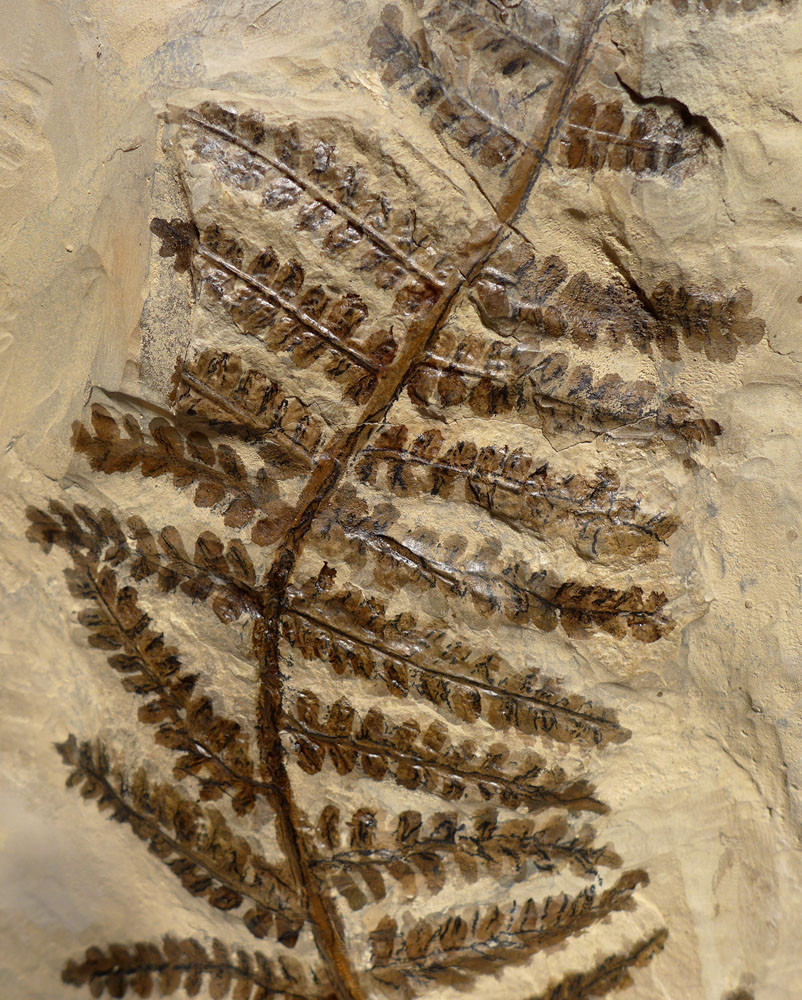 LARGEST PLANT FERN FOSSIL PECOPTERIS INTERIOR DESIGN FOSSILS