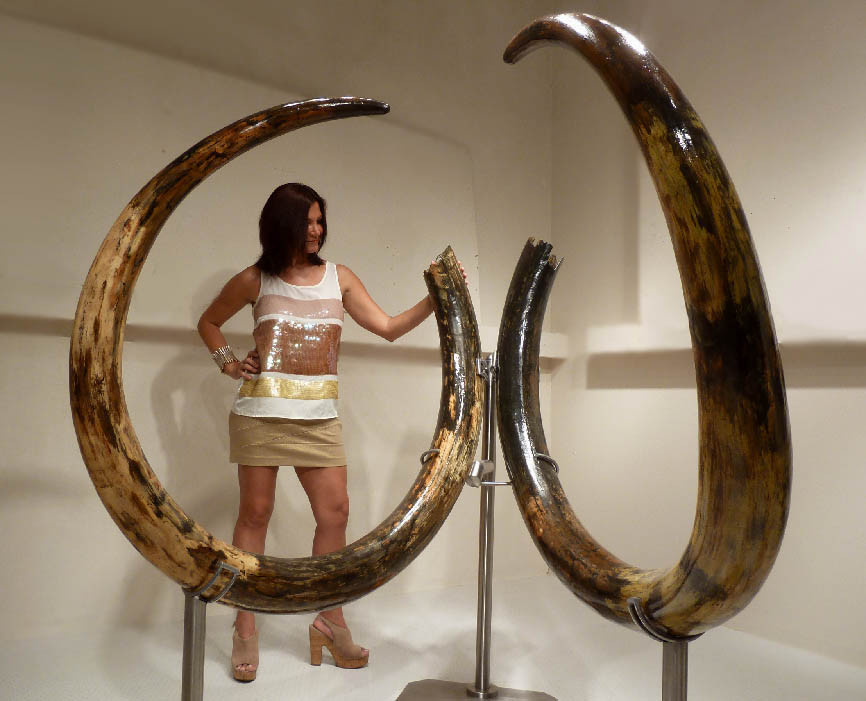 LARGEST MAMMOTH TUSK PAIR WOOLLY WOOLY MAMMOTH TUSKS