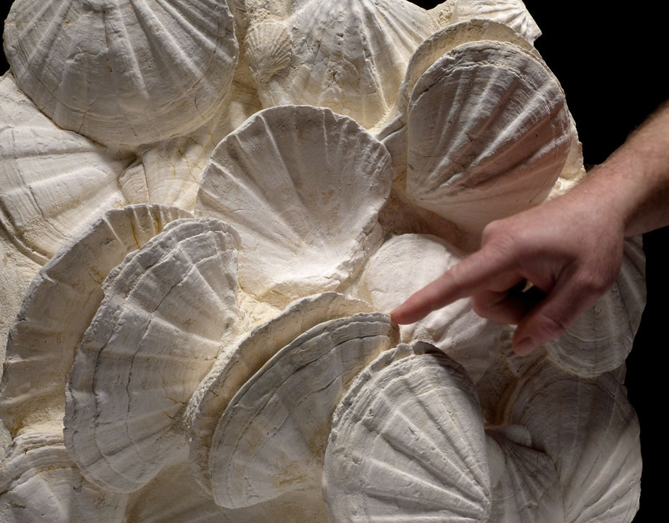 GIANT SEA SCALLOP SEASHELL FOSSIL INTERIOR DESIGN WHITE ACCCENT FOSSILS