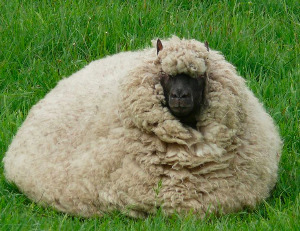 fluffysheepsm.jpg