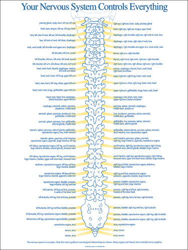 Chiropractic Spinal Nerve Chart | Nerve Function Chart
