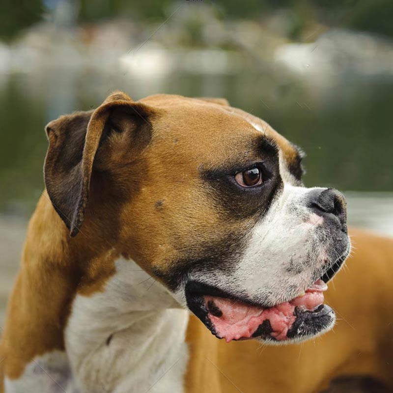 a brown and white boxer with a forest in the background