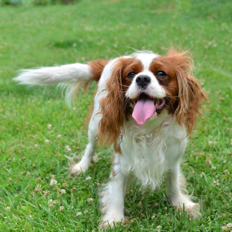 small Yomiko King Charles Spaniel 13 Cm for sale online 