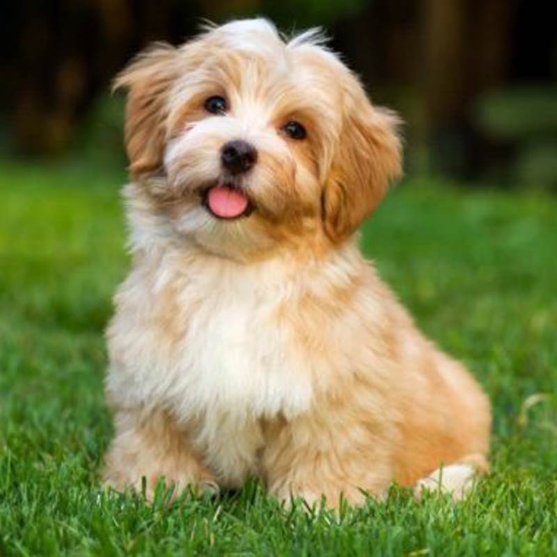 a white and tan havanese sitting in the grass smiling