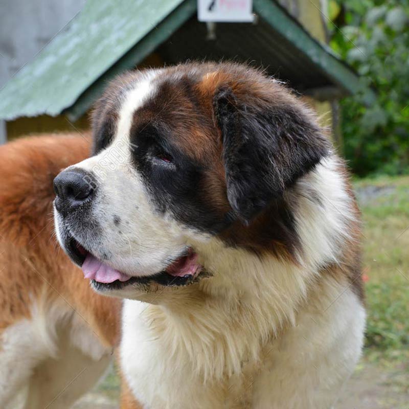 what is the breed of saint bernard