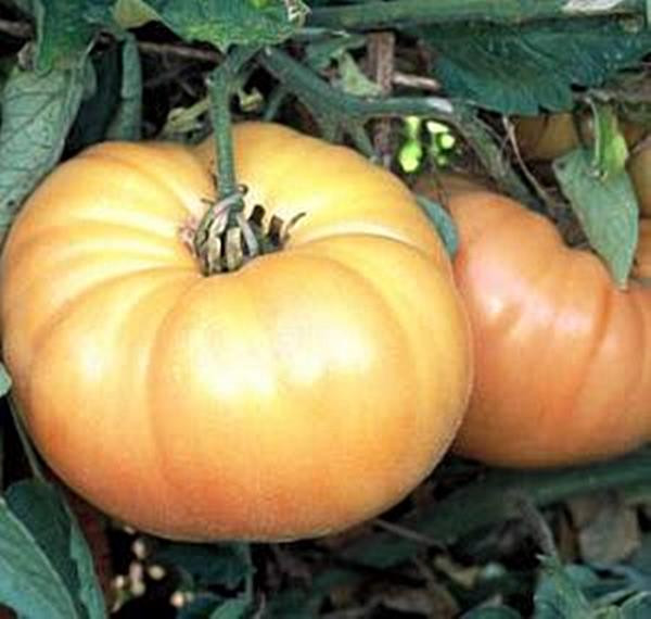 Kentucky Beefsteak Heirloom Tomato Seed