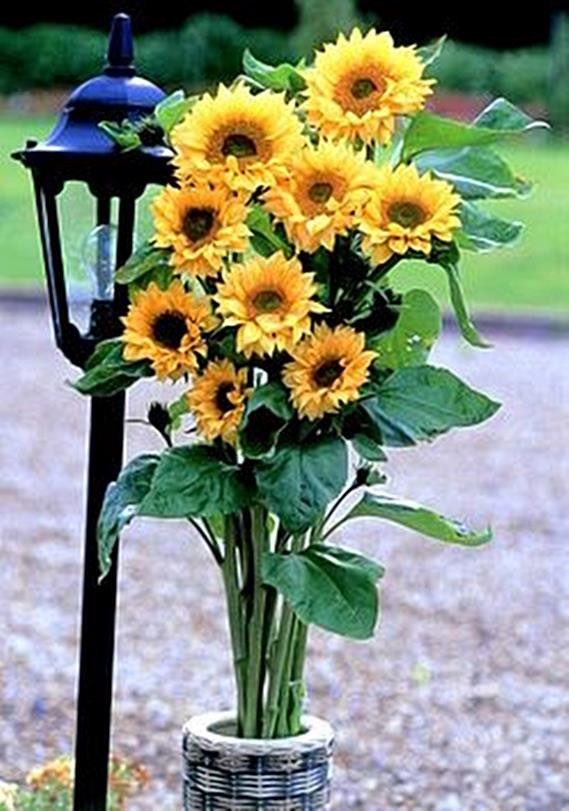 Helianthus Sunflower Peach Passion Annual Seeds