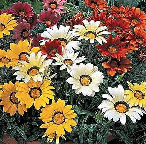 Gazania Kiss Series Frosty Mix Annual Seeds