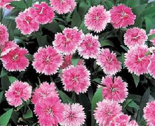 Dianthus Telstar Series Pink Annual Seeds