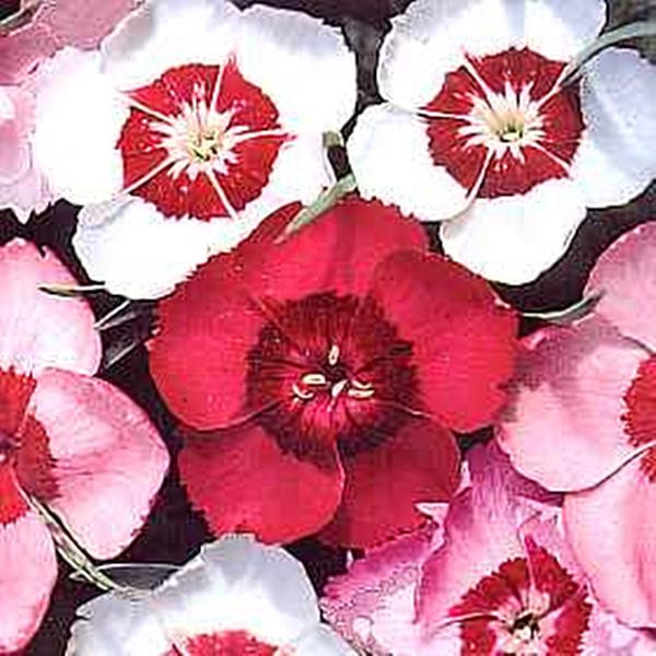 Dianthus Pinks, Carnations Alwoodii Alpinus Seed