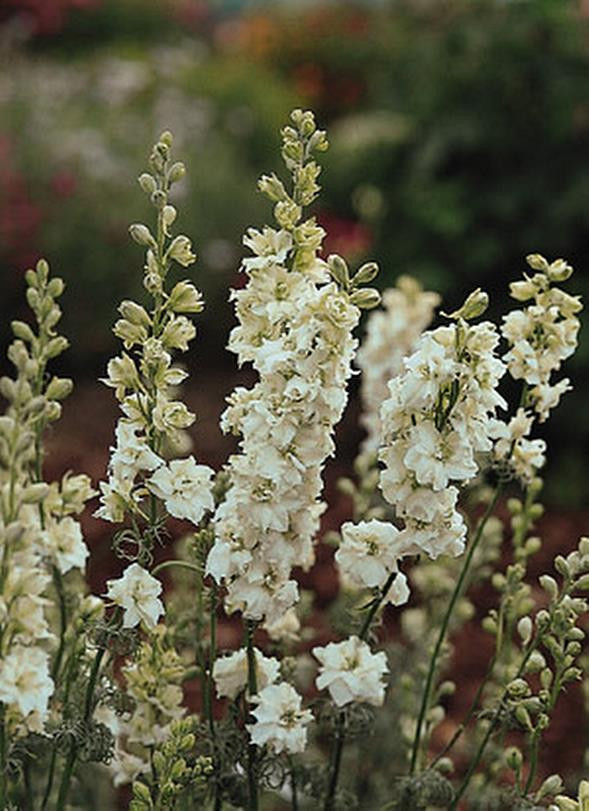Delphinium Larkspur Qis Series White Annual Seeds