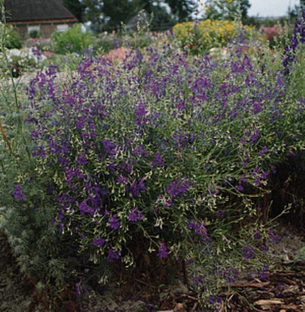 Delphinium Larkspur Blue Cloud Annual Seeds