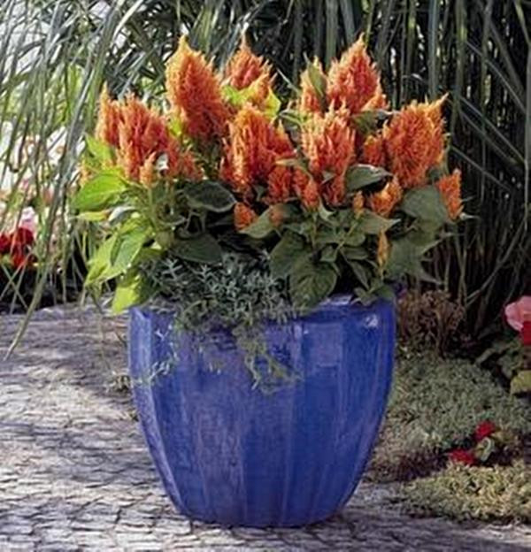 Celosia Fresh Look Series Orange Annual Seeds