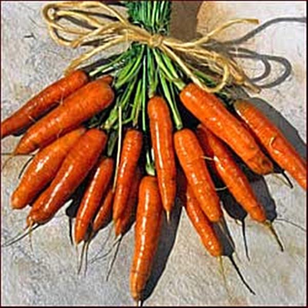 Carrot Scarlet Nantes Vegetable Seeds Pase Garden Pick Carrot Scarlet Nantes Vegetable Seeds Pase Garden Pick