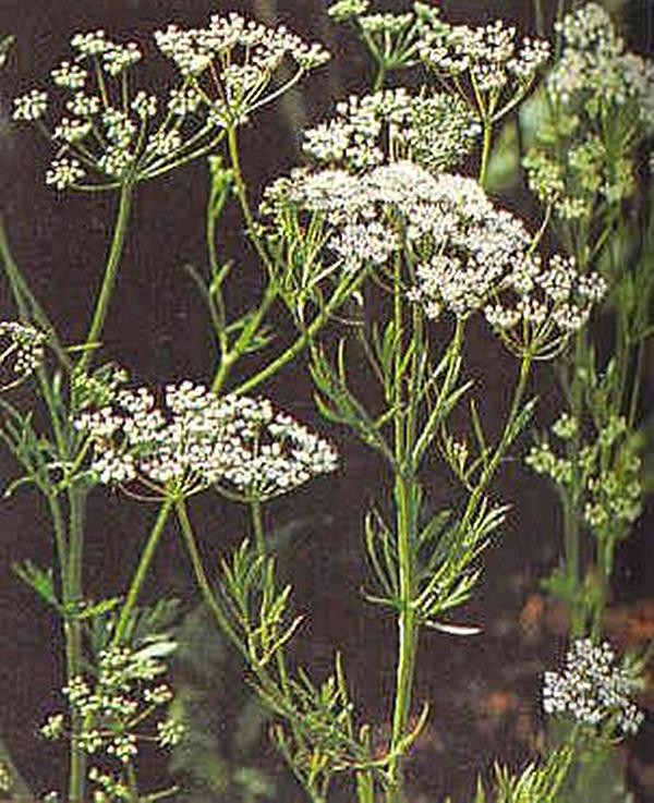 Herb Seeds Anise Seeds