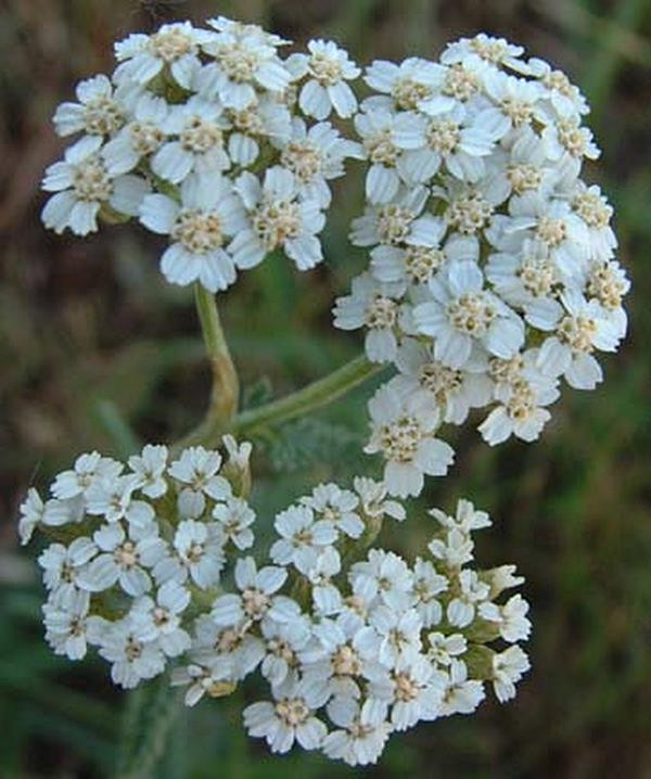 Achillea Yarrow Millefolium White Perennial Seeds