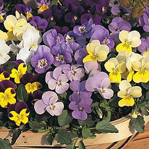 Viola Sorbet Mix Annual Seeds