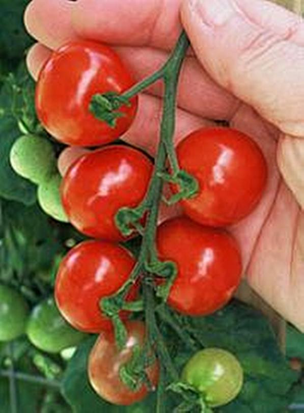 Tiny tim tomato seeds