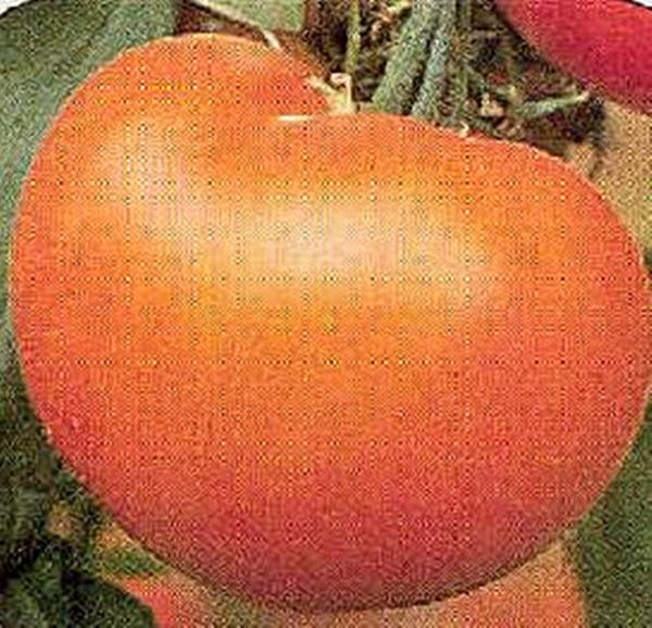 Mountain Spring Tomato Seeds