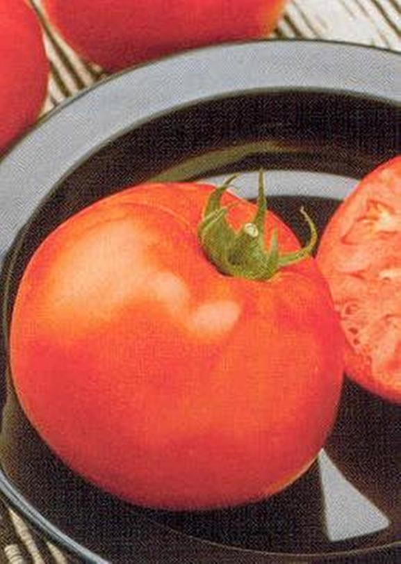 Jetsetter Tomato Seeds