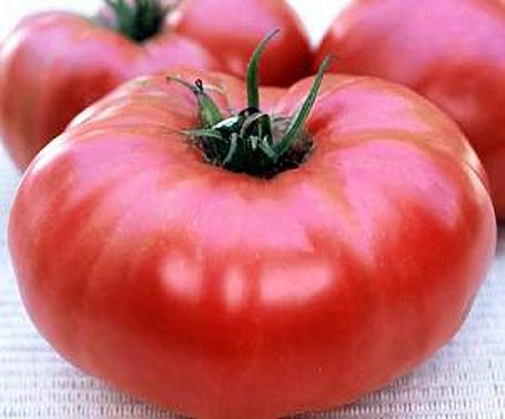 Brandywine Pink Potato Leaf Tomato Seeds brandywine-pink-potato-leaf-tomato-seeds