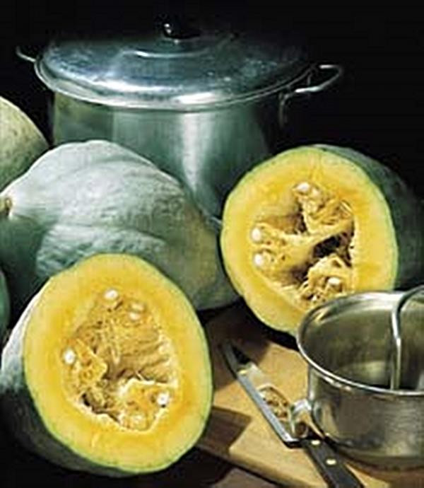 Squash Winter Hubbard Large Blue Seeds