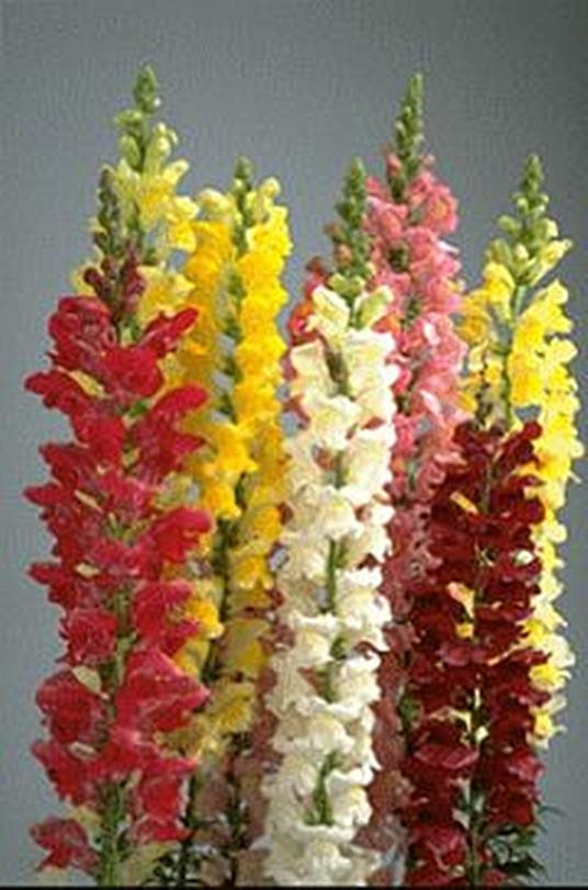 Snapdragon Rocket Mix Annual Seeds